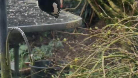 Woodpecker uk