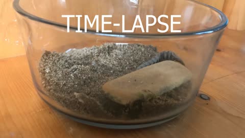 Time-lapse of Hellgrammite