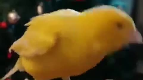 A very cool bird sang