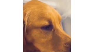 Golden retriever loves bath time with owner