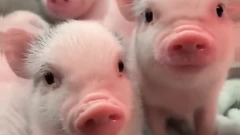 Cute Pigs Found in Backyard