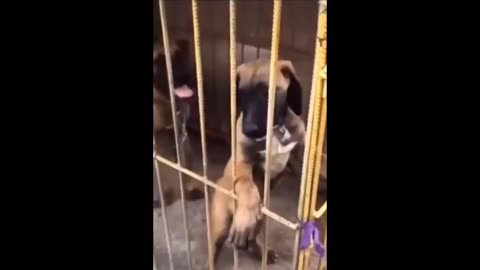 Funny cat and dog video 2023