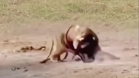 Lion and sword sheep fighting . Animal fighting power competition between.