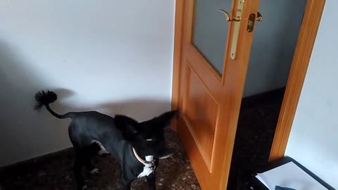 Dog closes door after being asked by owner