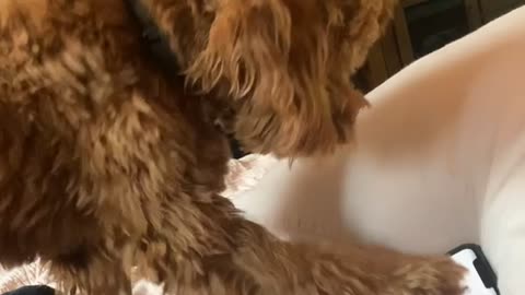 Golden Doodle Pup Paws for Parent during Video Call