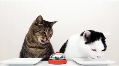 Two little kittens ring a bell to eat