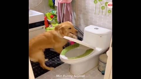 Funny animal videos Funniest cats🐈 and dogs🐕 videos