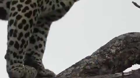 Leopard Rescues His Meal