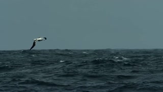 A single Northern Gannet bird flying above the sea