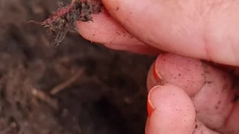 Plastic, glass and other rubbish in Store Bought Bagged Soils