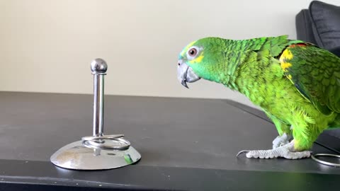 Intelligence Competition Green Birb VS Yellow Birb