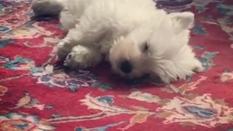 Westie puppy has very vivid dream
