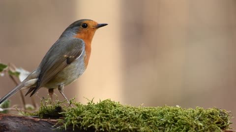 A Bird Feeding On Grass