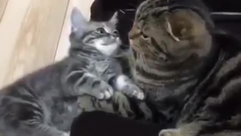 When a kitten insist hug?