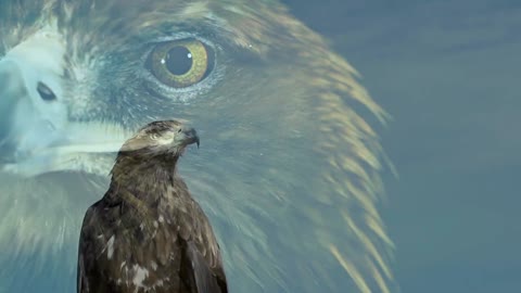 Golden Eagle | Hawk | Birds | Fight | No Copyright Video | Stock Footage