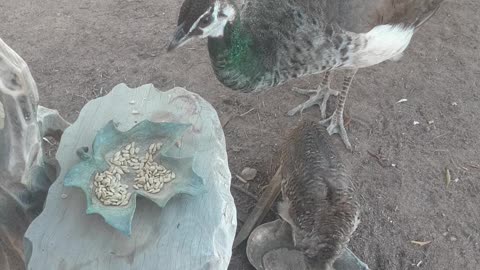 Momma Peahen and Her Peachick