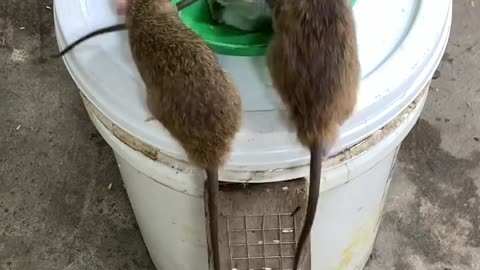 Make your own mouse trap with a very effective plastic bucket