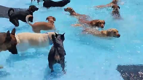 Pool Day for the Pups __ ViralHog #84