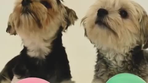 Cute Dogs Playing With balloons - Dogs With Balloons #shorts