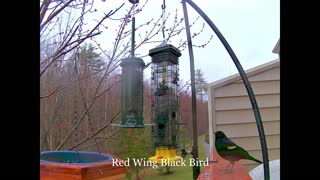 Bird Feeder 8