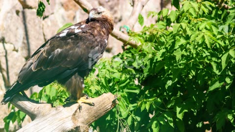 Hawk-Eye View: A Day in the Life of a Bird of Prey