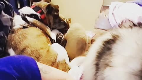 Dogs Cuddle Their Tiny Mama