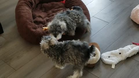 Trixie and Ginger's conquering of the fuzzy pumpkin!