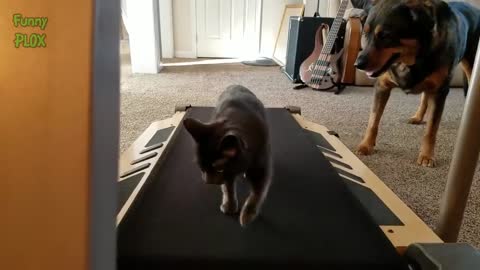 Funny Cats Playing on Treadmills_3