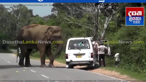 Elephant attacks a family in srilanka - this family tried to feed banana and got in big trouble