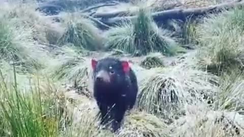 Tasmanian Devil doesn't seem to mind light snowfall