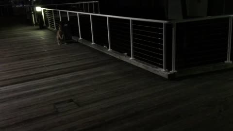 Kangaroo casually hops along boardwalk