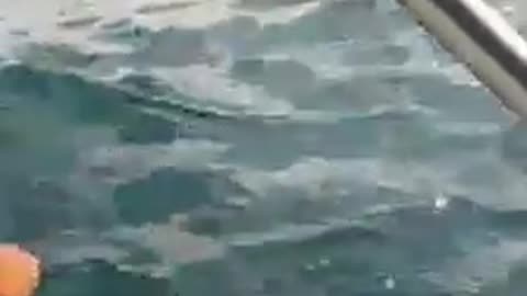 Unos humildes pescadores luchan para salvar al perrito que fue abandonado en el mar