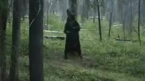 Bear Pole Dancing in the Woods