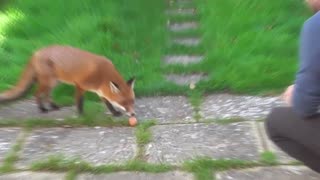 Wild Fox eating a sausage and egg from my hand