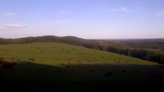 Cattle Grazing