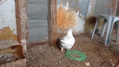 Male pigeons. Beautiful naughty