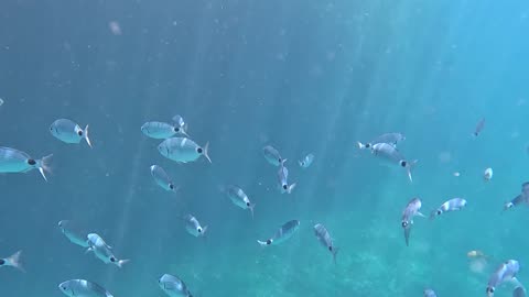 Fish Swimming Through the Water