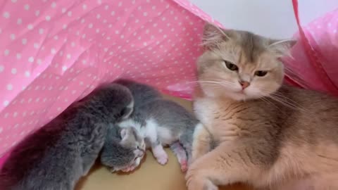 The newborn cat family is so adorable