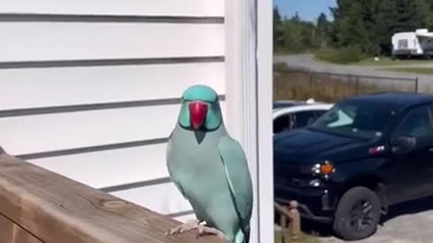 Parrot waving hello while free flying and enjoyed outside
