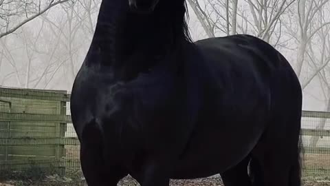 Beautiful majestic horses, freedom