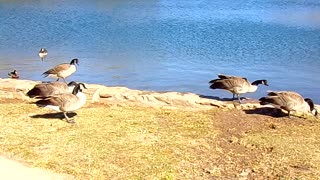 Peaceful Canadians with Feathers--Drive by Canadian Geese