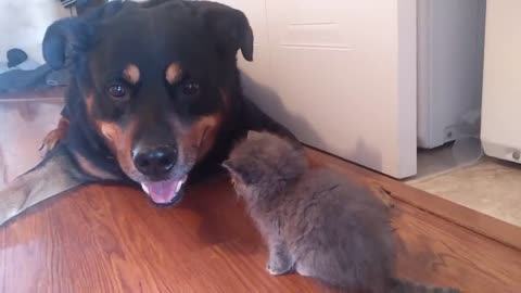 Pets funny video dog and cat