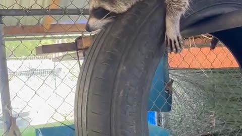 Rescued Raccoons Have Slumber Party