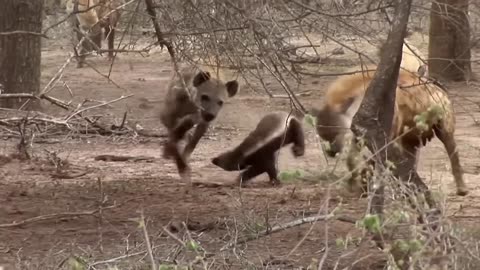 When They Mess With The Wrong Animal #animals #viralanimals #funnyanimals #animalkingdom