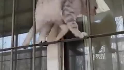 no cat can do it :)