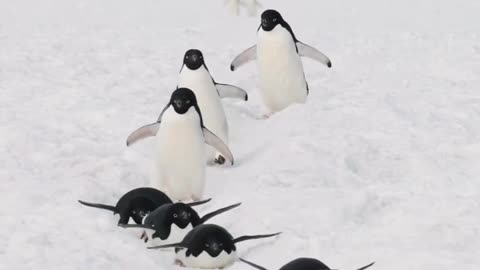 Penguins in snow ❄️🌨️🌨️