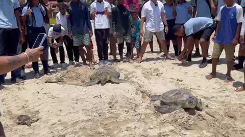 Video: Liberan tortugas en zona insular de Cartagena