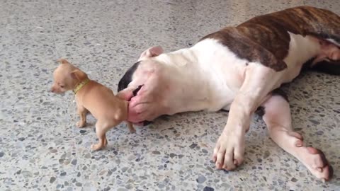 This tiny adorable puppy teases sleepy american bulldog ❤️ | Made my day 😊