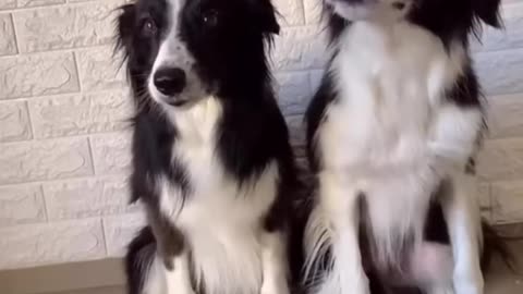 Funny animals | Funny Cats And Dogs| Funny Animal videos