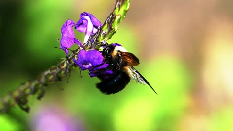 Bumblebee Insect Animal Wildlife Bug Flowers 🌴🌴